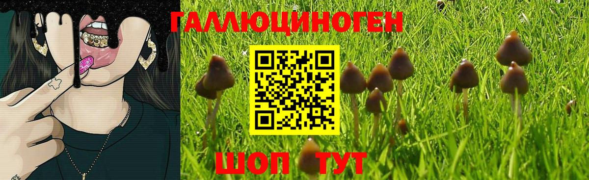 Псилоцибиновые грибы GOLDEN TEACHER  Галлюциногенные грибы MAGIC MUSHROOMS  Вход с VPN  Кимры 